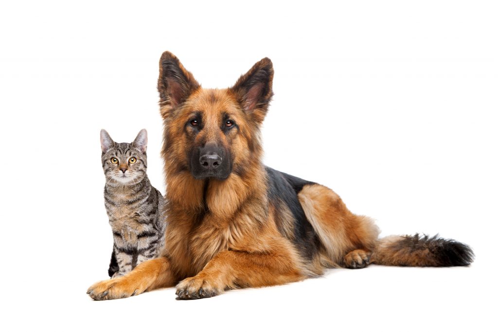 Pet Insurance by Leisure Guard Insurance Services