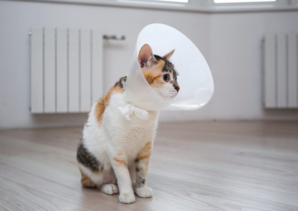 Cat with veterinary cone on its head leisure guard